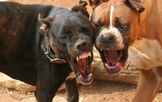 Dog Bite Lawyer