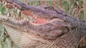 Wild Animal Attack Lawyer